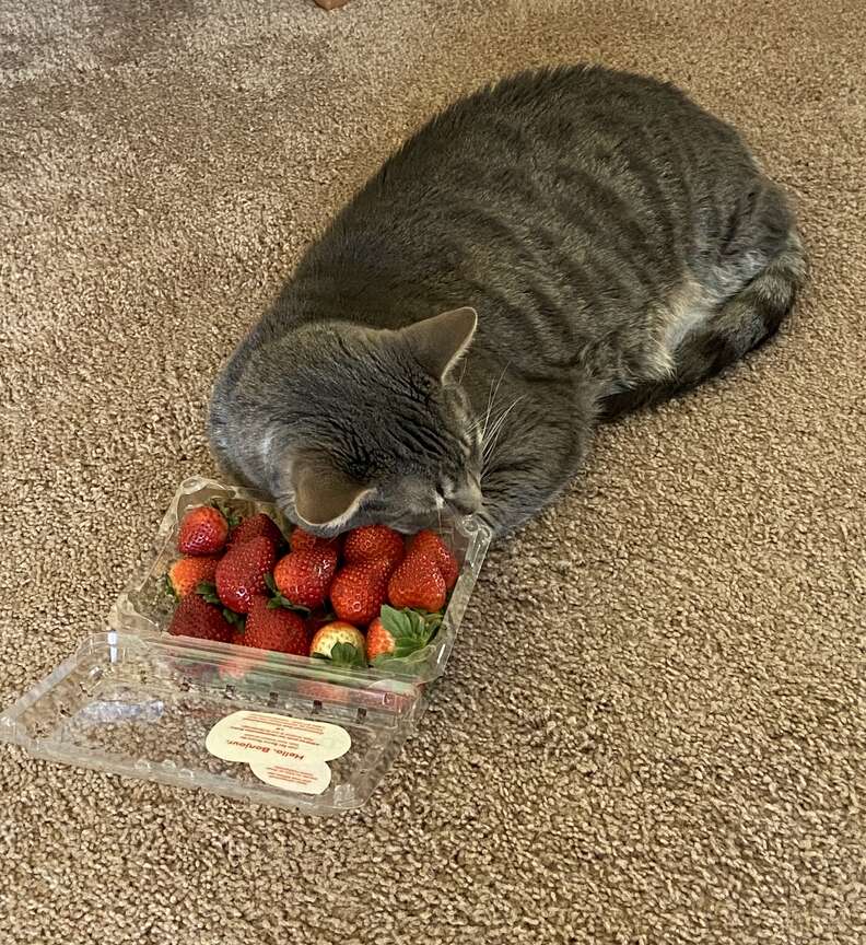 The cat loves store strawberries