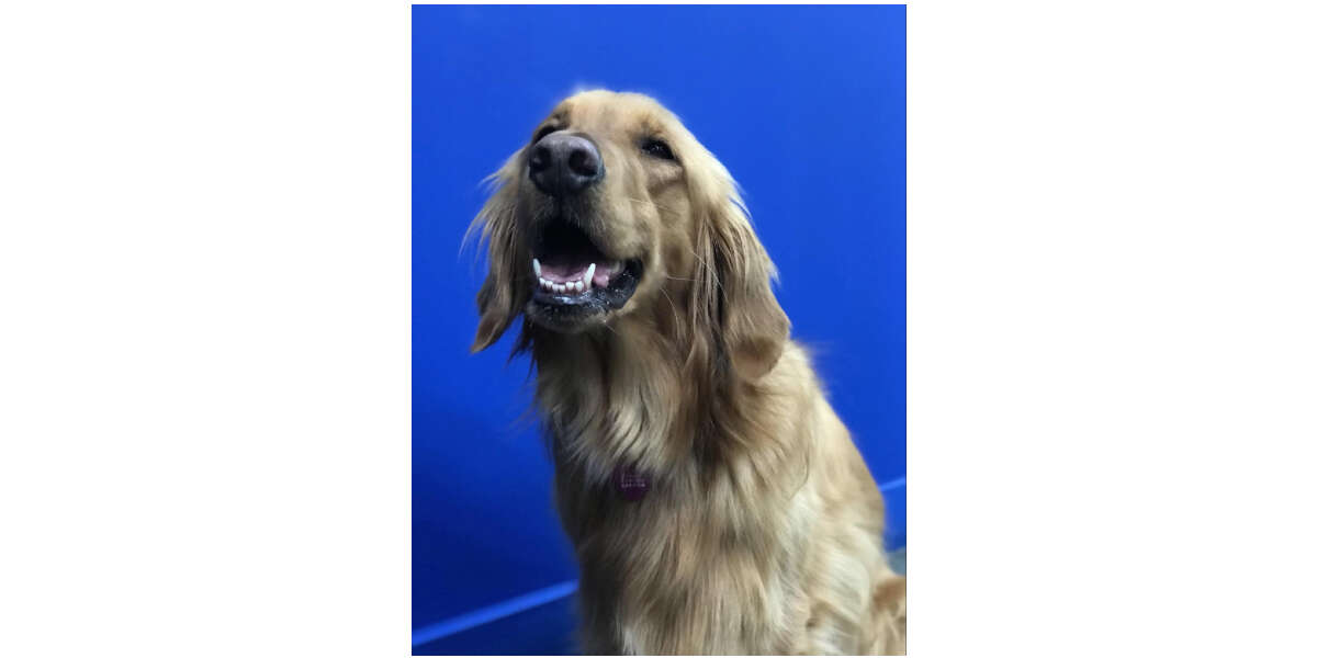 Dog smiling big