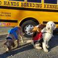 9 Times Animals Made Back-To-School Even More Fun