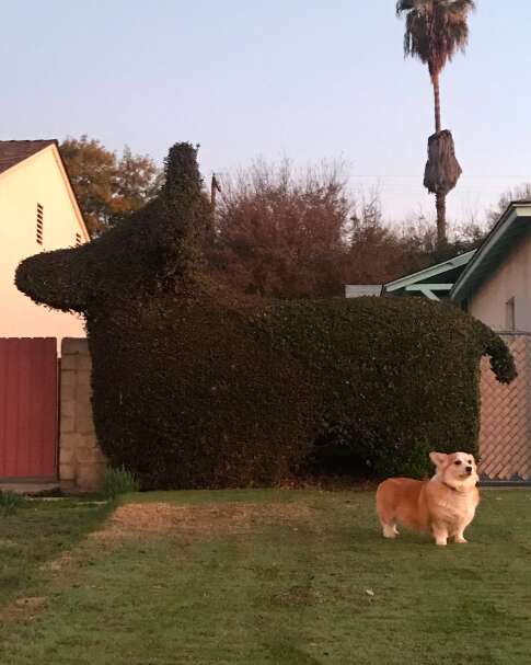 Dog meets a dog-shaped topiary