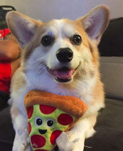 Luna the corgi plays with her toy