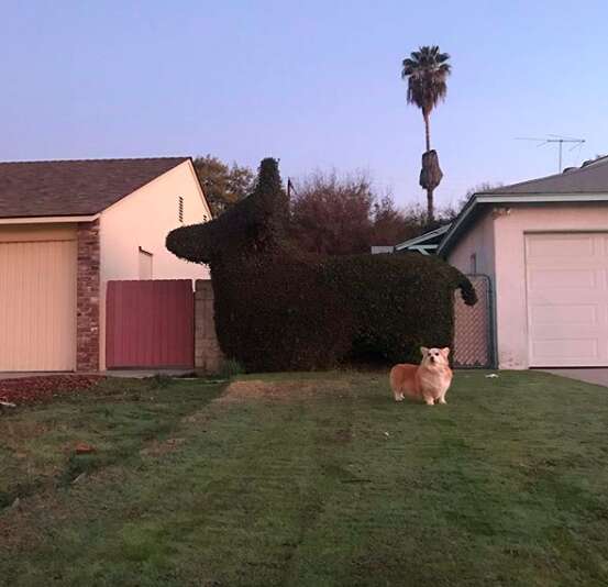 Luna the corgi in front of a corgi-shaped hedge