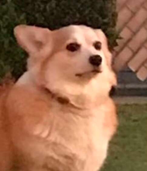 Corgi does not like large dog-shaped plant