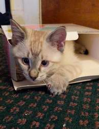 Mokou the kitten tries to distract mom from work
