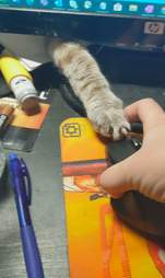 Cat plays with computer mouse