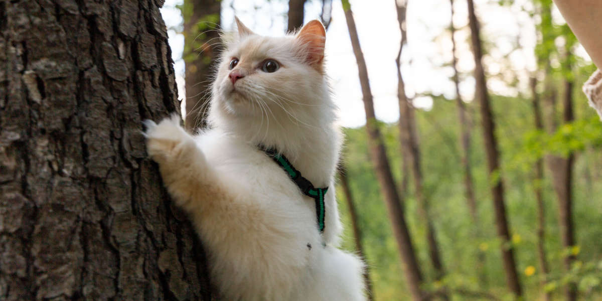 How To Take Your Cat Hiking, Camping, and More DodoWell The Dodo