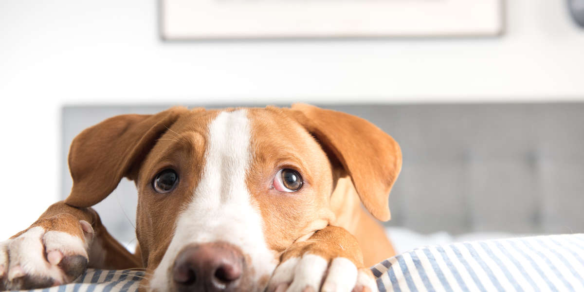 What To Know When You’re Fostering A Dog For The First Time - DodoWell