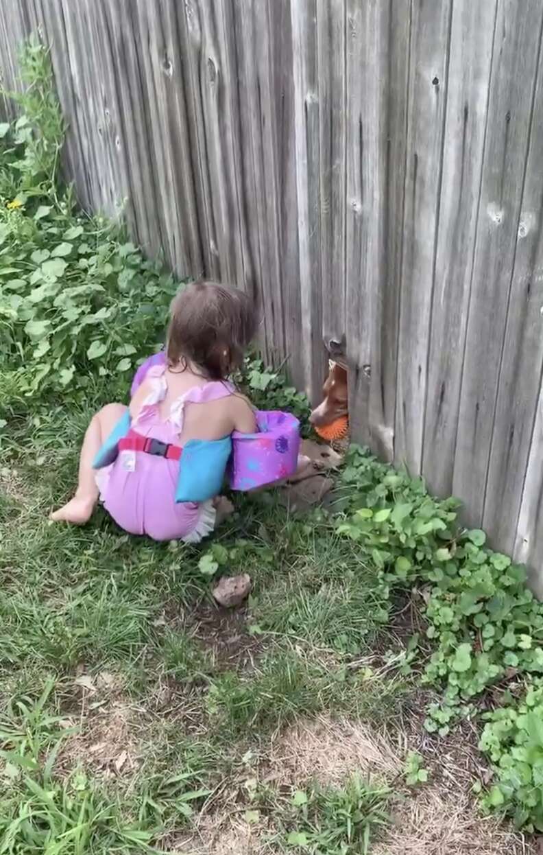 dog plays fetch through fence