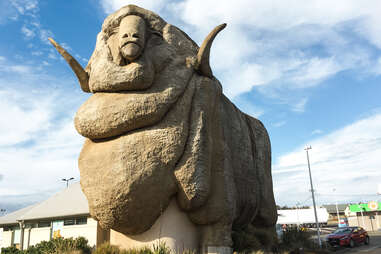 The Big Merino