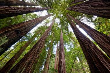 Big Basin Redwoods State Park