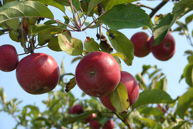 Barton Orchards apples
