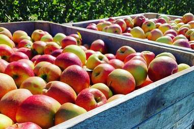 The Milk Pail U-Pick Farm's apples