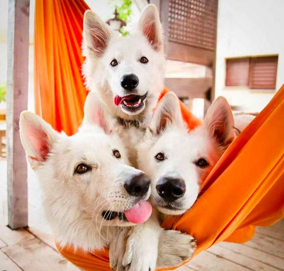 Three Swiss shepherds pose for a photo