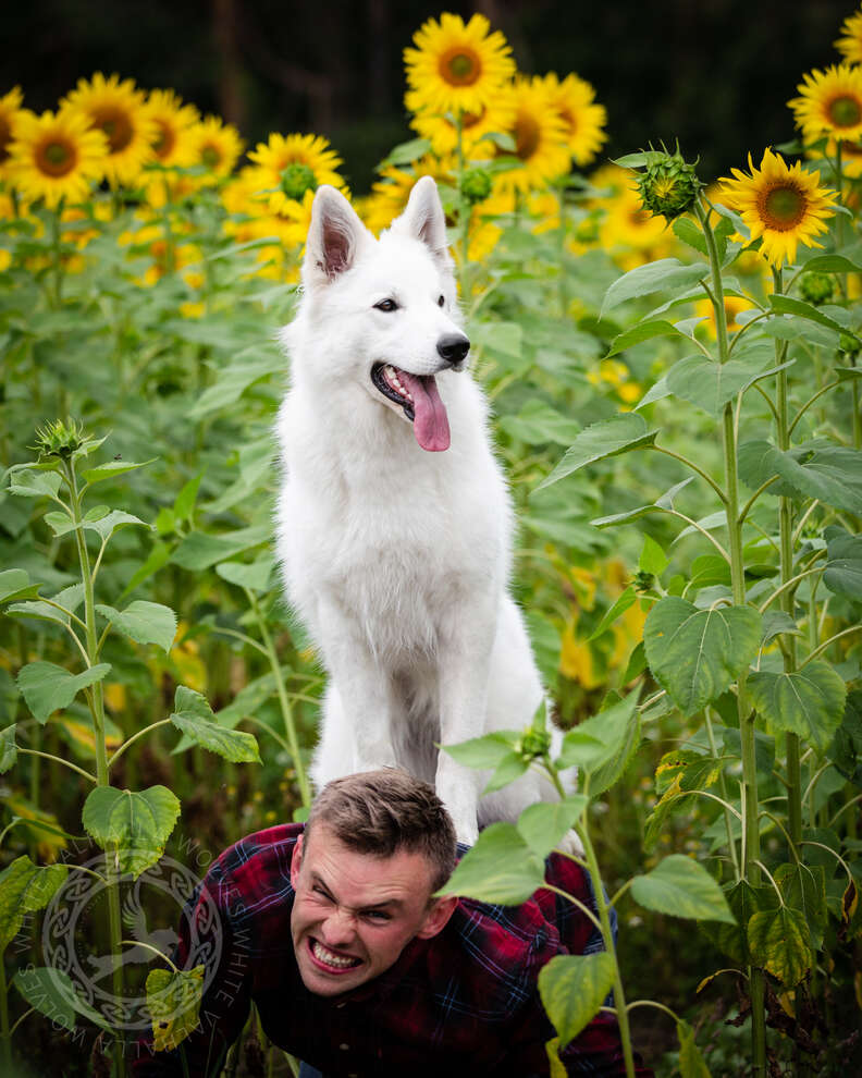 Dog poses for funny picture with sunflowers