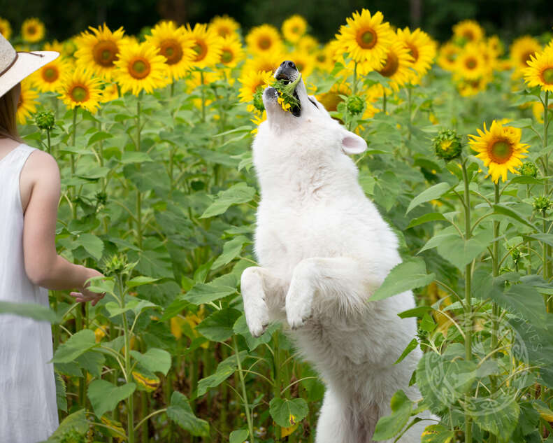 Dog tries to eat sunflower