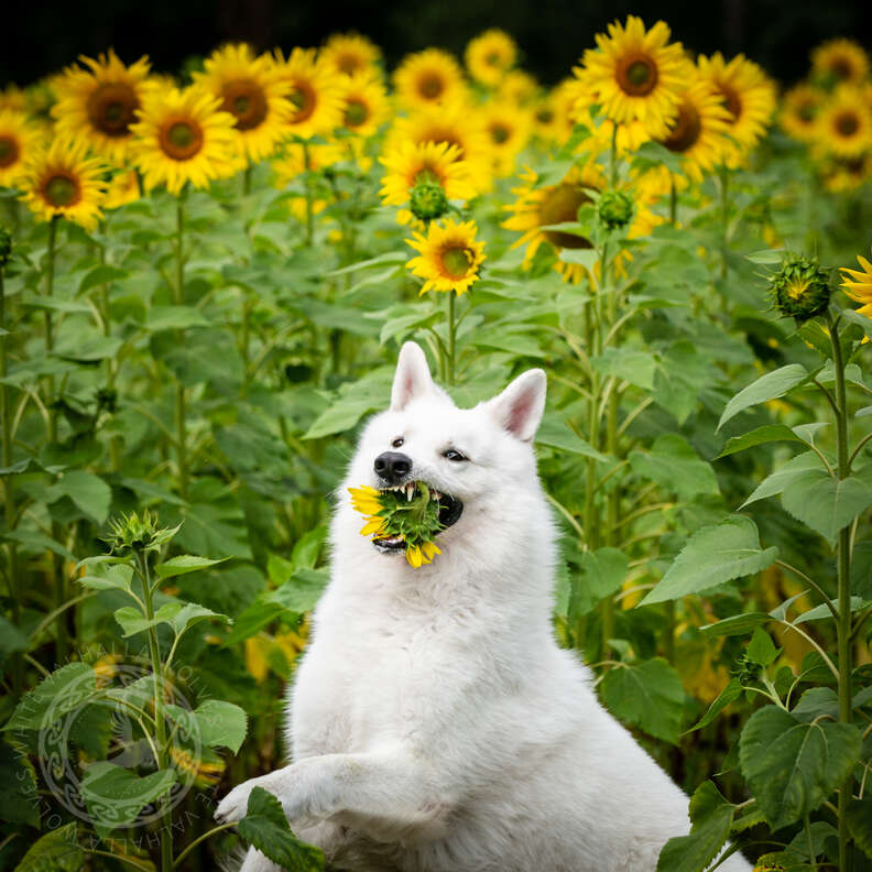 Dog tries to eat sunflower during photoshoot