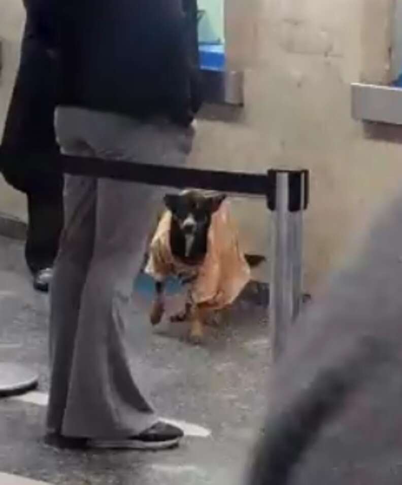 Guy Takes The Shirt Off His Back And Gives It To A Cold Stray Dog - The Dodo