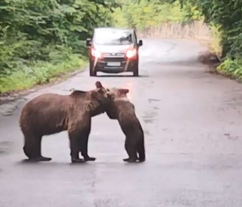 Mom Bear Has Her Hands Full With The Naughtiest Little Cub - The Dodo