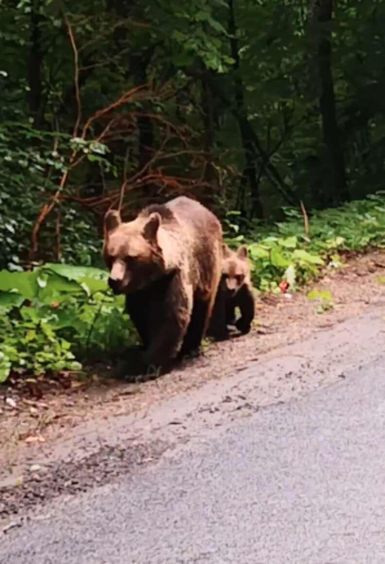 Mom Bear Has Her Hands Full With The Naughtiest Little Cub - The Dodo