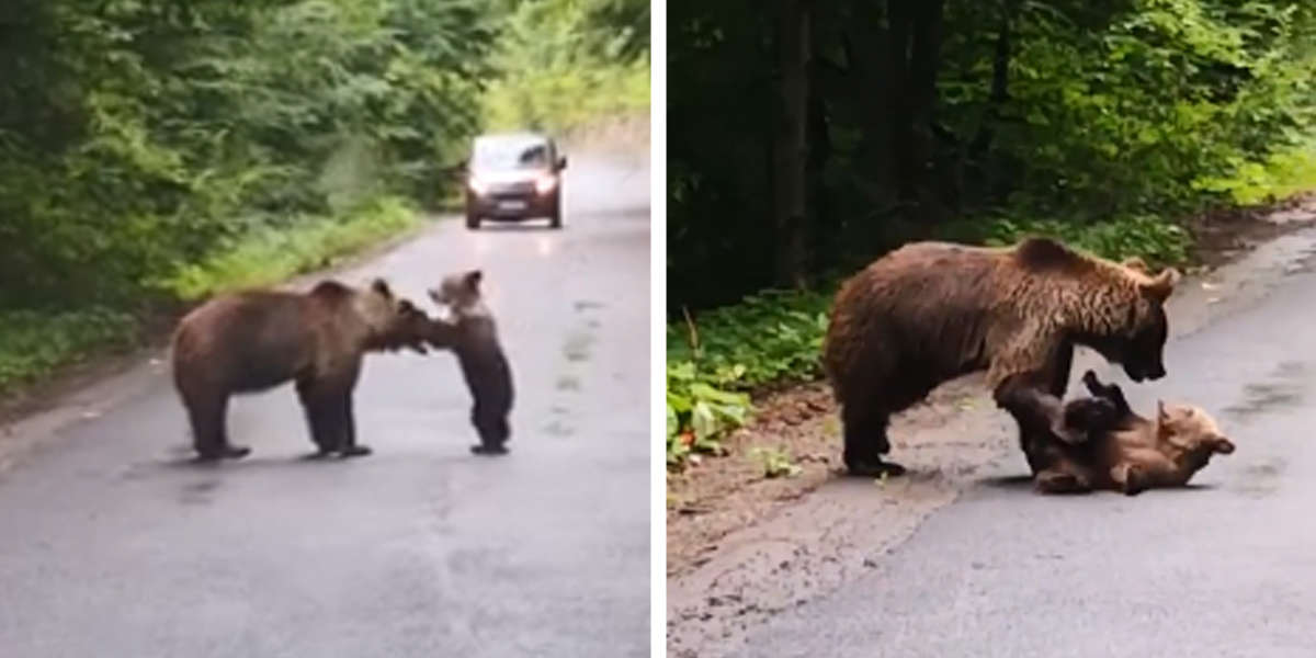 Mom Bear Has Her Hands Full With The Naughtiest Little Cub - The Dodo