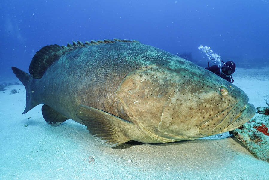 Goliath Grouper Diving in Florida Everything to Know Before You Go