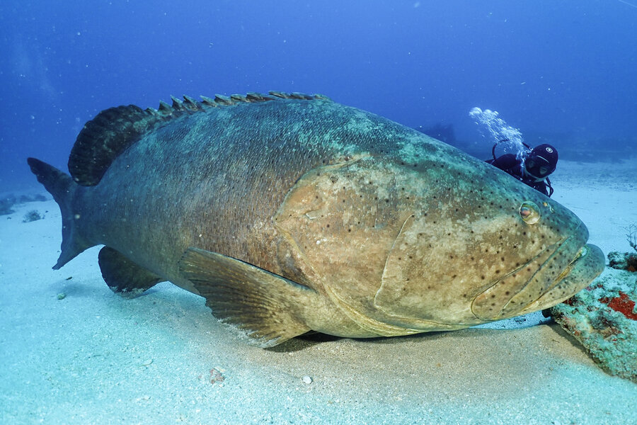 giant grouper fish