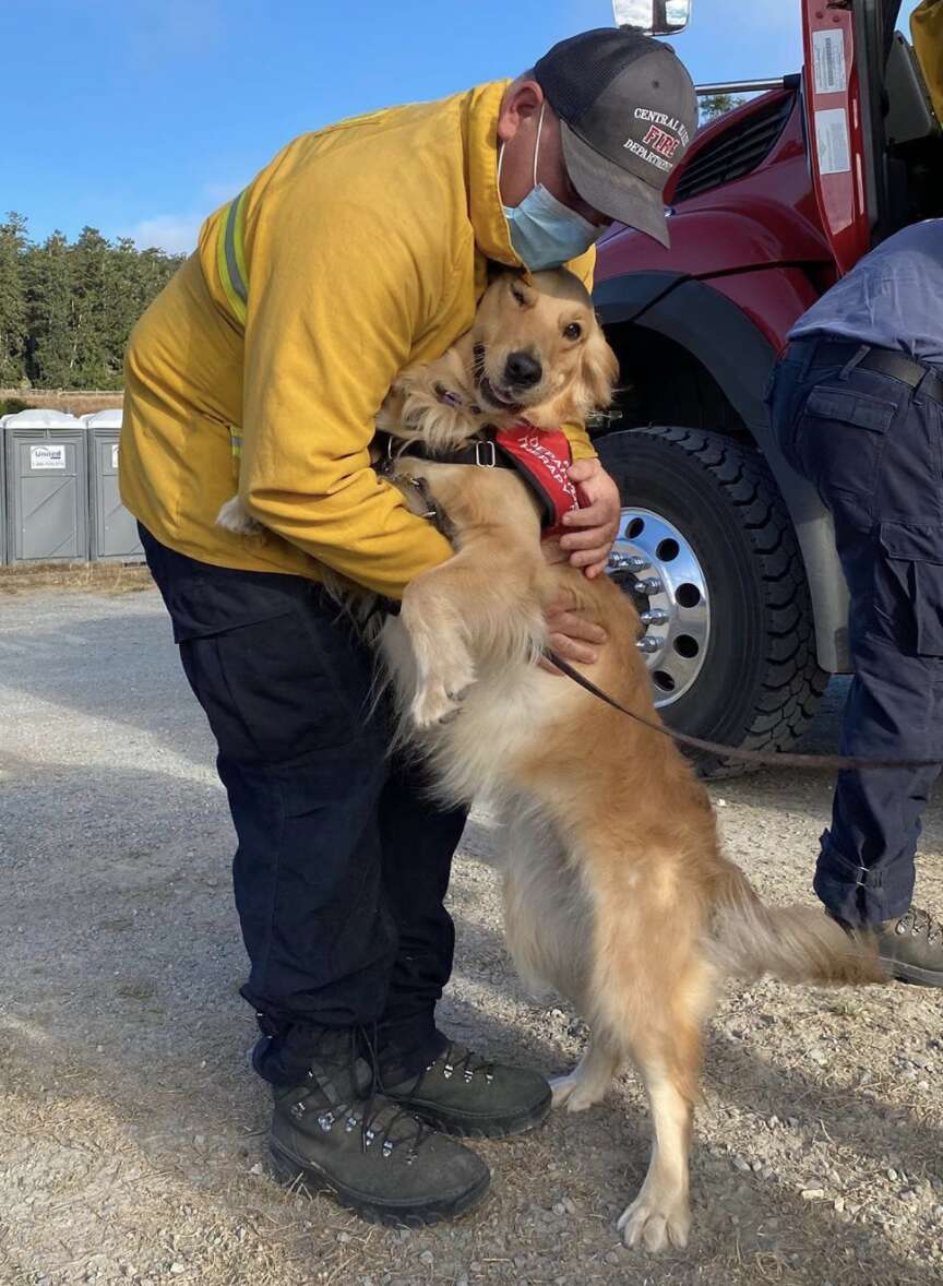 therapy dog