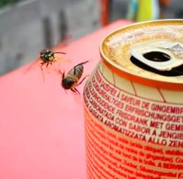 Yellowjacket wasp tackles bee