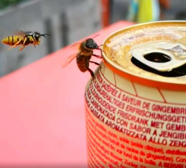 Wasp fights bee for ginger beer