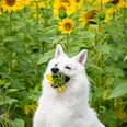 Woman's Photo Shoot Of Her Dog With Sunflowers Goes Hilariously Wrong