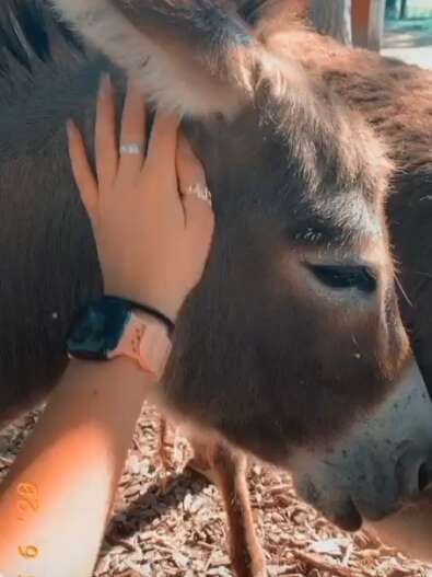Donkey Cries Out With Joy When He Sees His Favorite Person - The Dodo