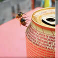 Yellowjacket Tackles Bee So He Doesn’t Have To Share His Beer