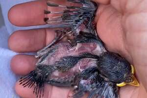 Injured Baby Bird Was In The Right Place At The Right Time