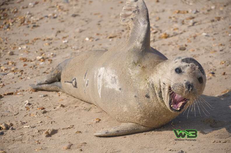 Sammy the seal relaxes on Weymouth beach