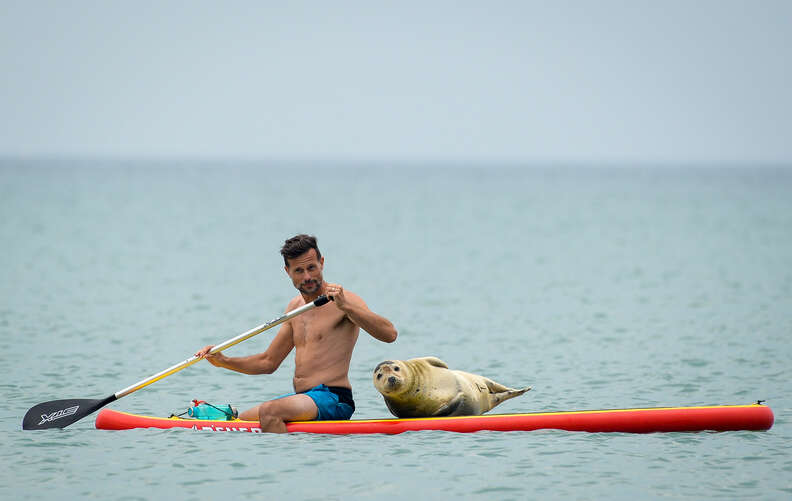 Sammy the seal hitches a ride on a paddleboard