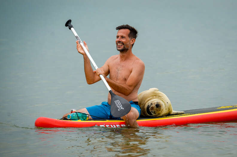 Sammy the seal rides on a paddleboard