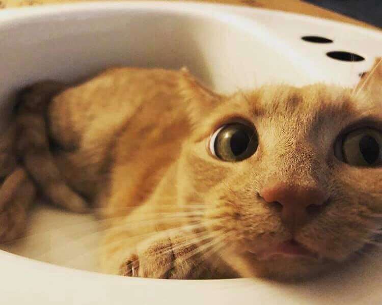 sink cat