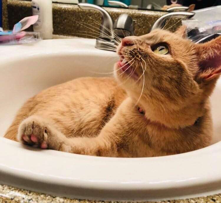 sink cat