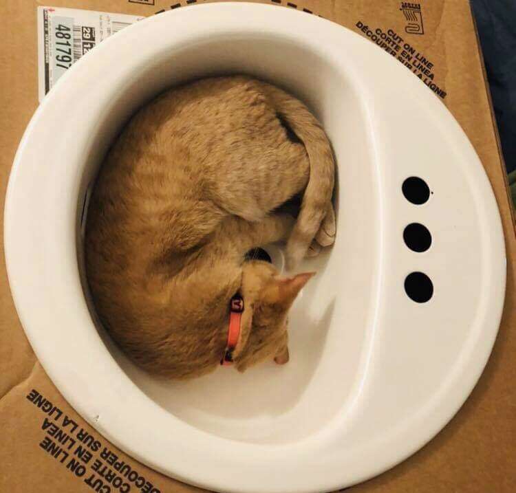 sink cat