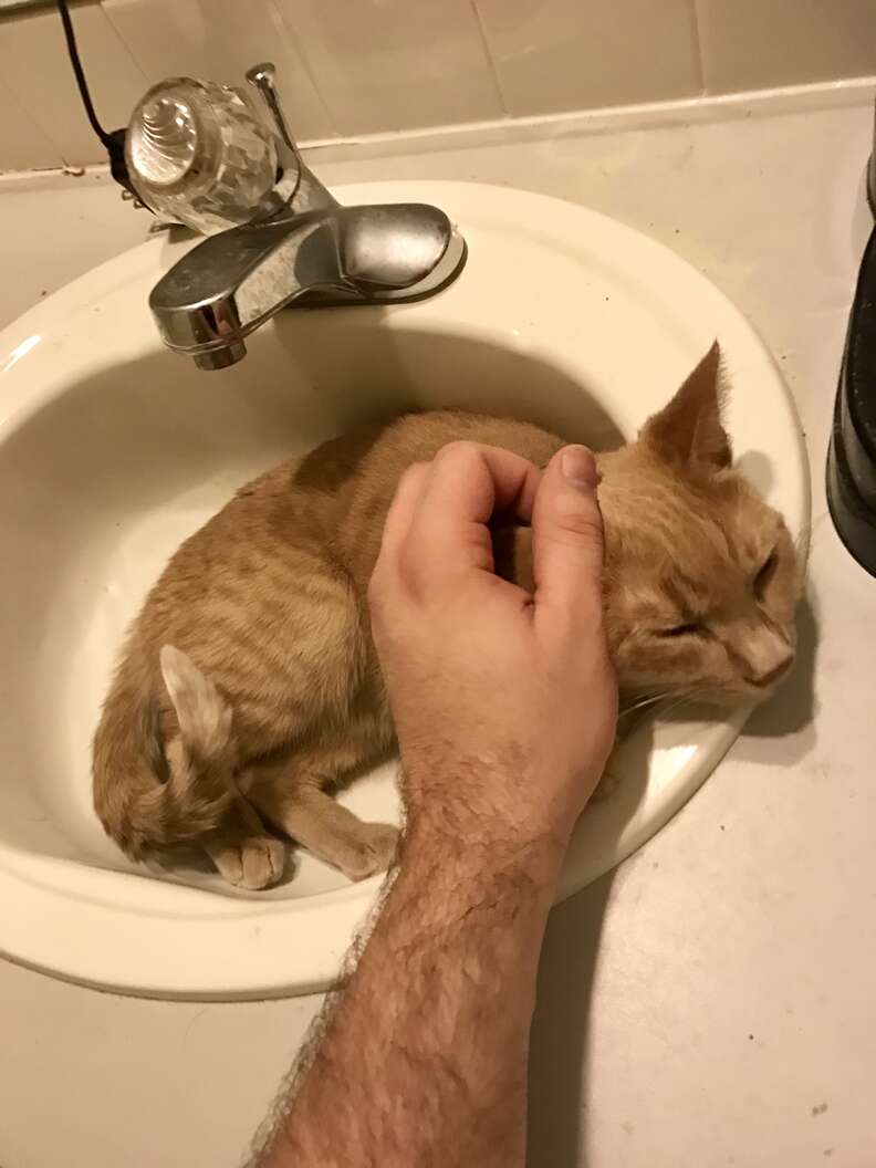 sink cat