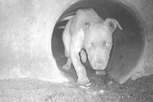Pittie Trapped In Sewer Becomes A Cuddlebug Once She's Safe