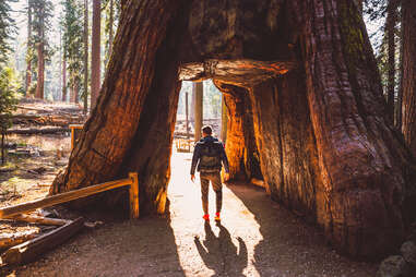 hiker walking through a tree with a hole carved out of it