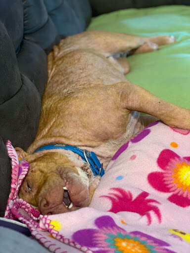 dog falls asleep in car after rescue