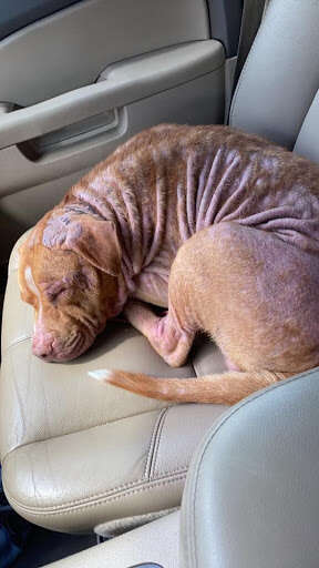 rescue dog falls asleep in car