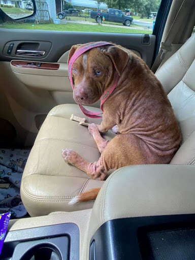 rescue dog falls asleep in car