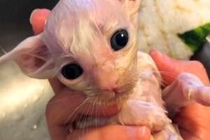 Tiny Sick Kitten Grows Up To Be Huge And Fluffy