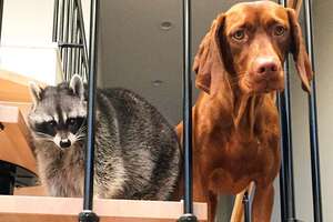 Raccoon Was An Only Child — Until She Met Her Puppy Sister