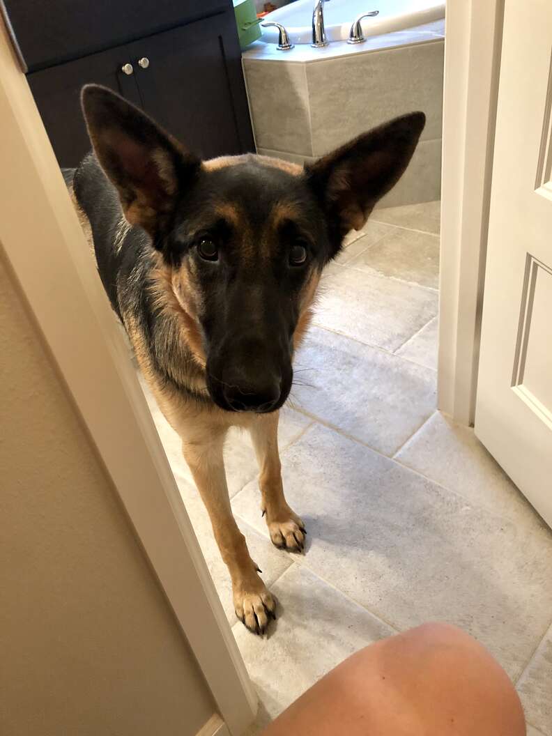 Leia the German shepherd waits for her dad