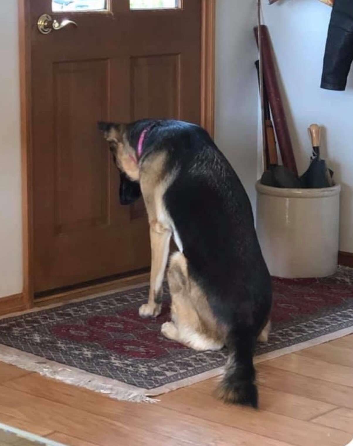 Loyal Dog Waits At The Door For Her Dad To Get Back From The Hospital ...