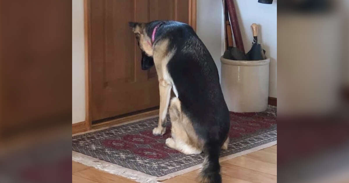 Loyal Dog Waits At The Door For Her Dad To Get Back From The Hospital - The Dodo